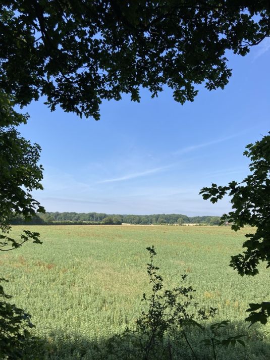 vue de Ouistiti